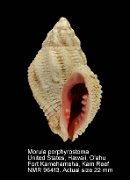Morula porphyrostoma